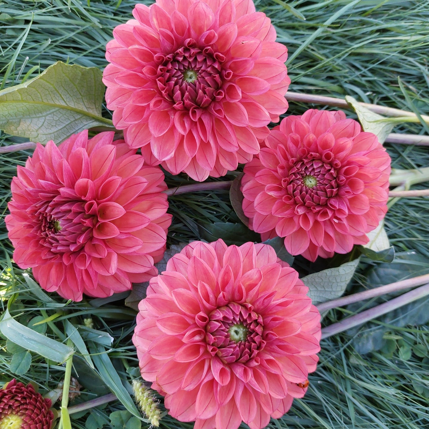 Chimacum Nadjae