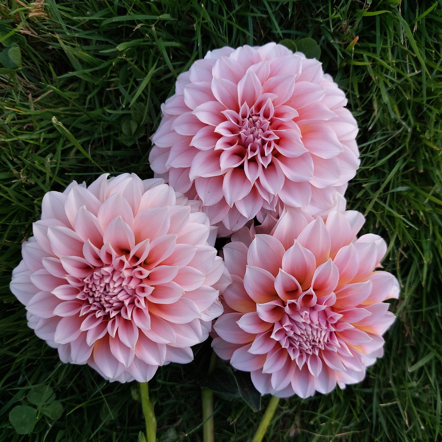 Peaches N' Cream