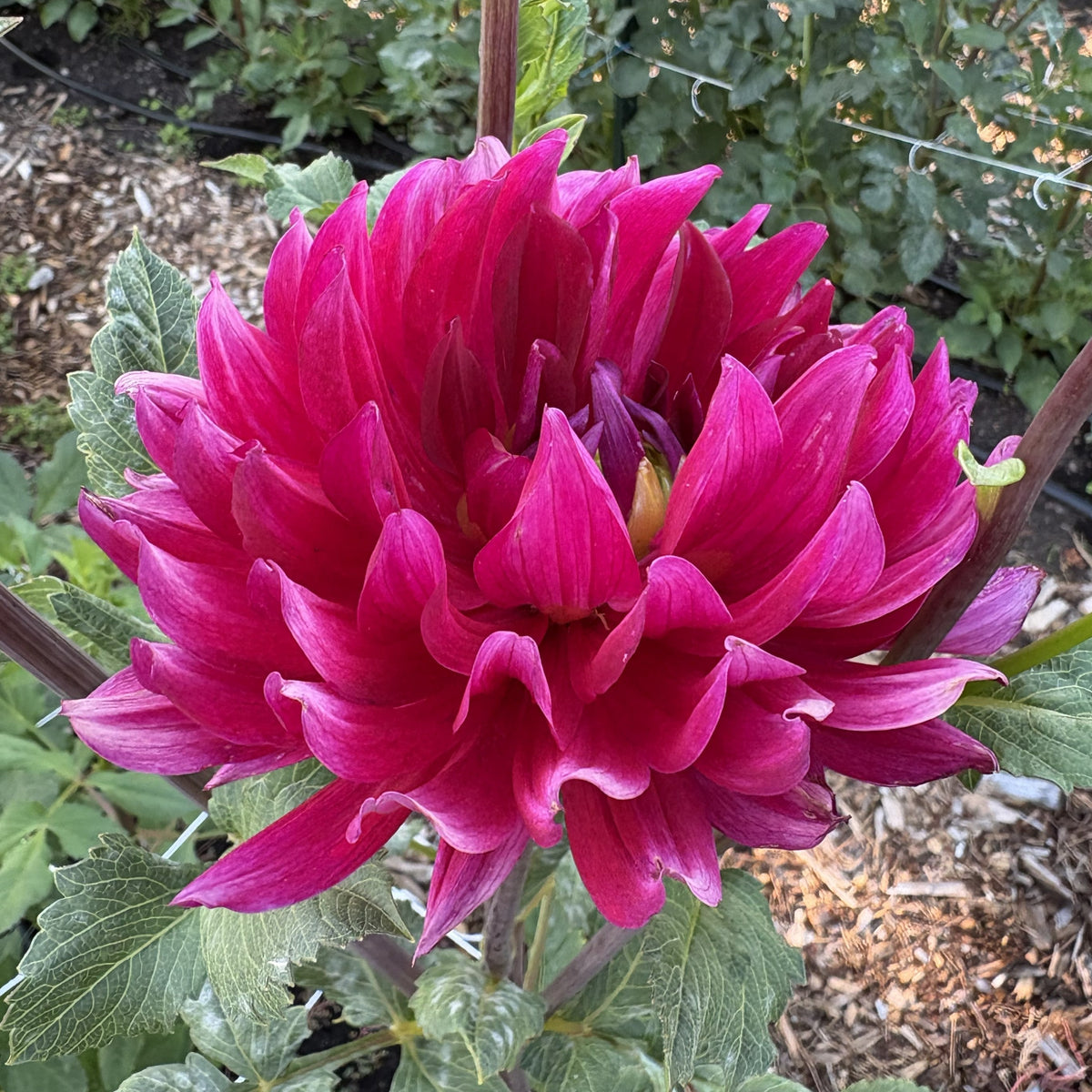 Hollyhill Pandora