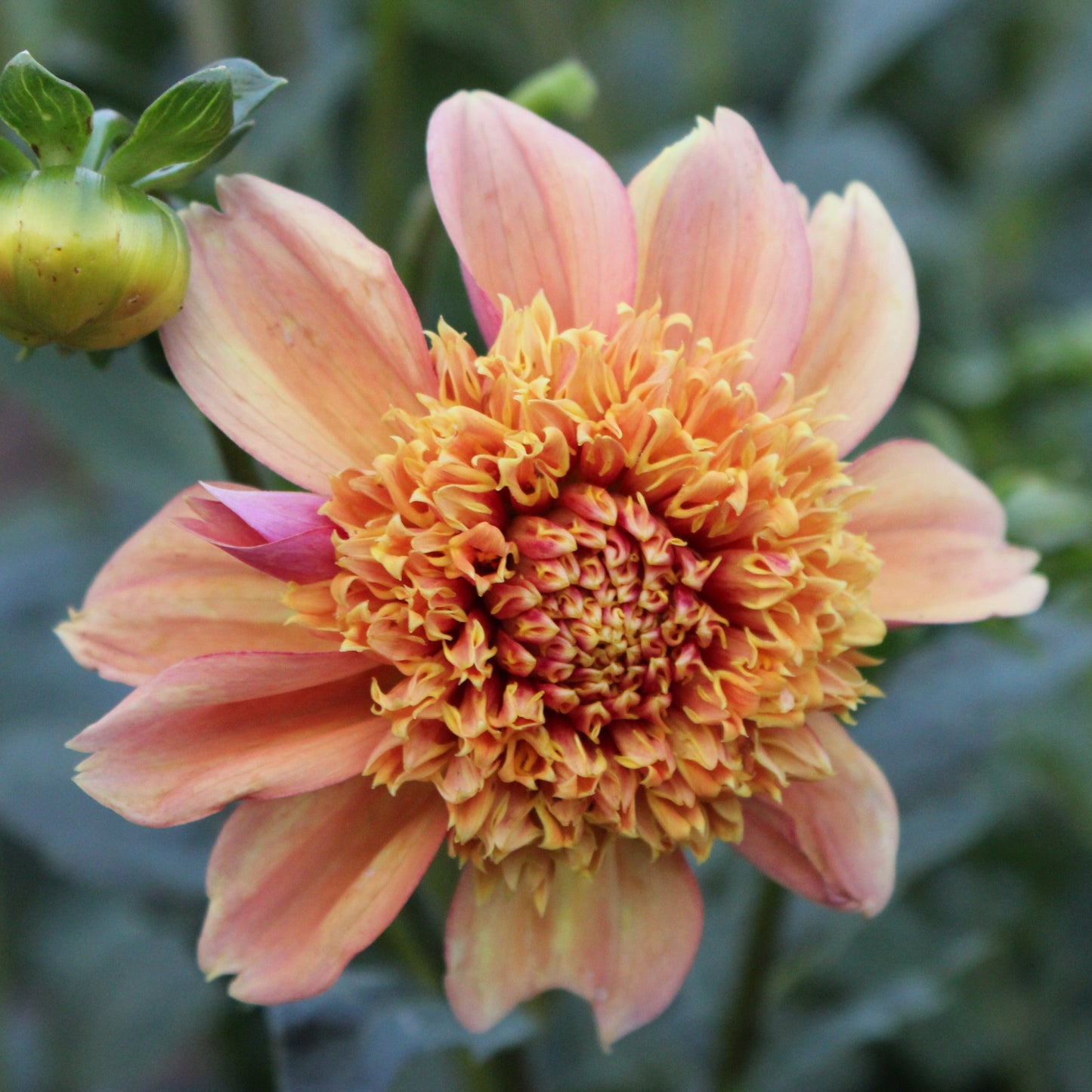 Sandia Brocade