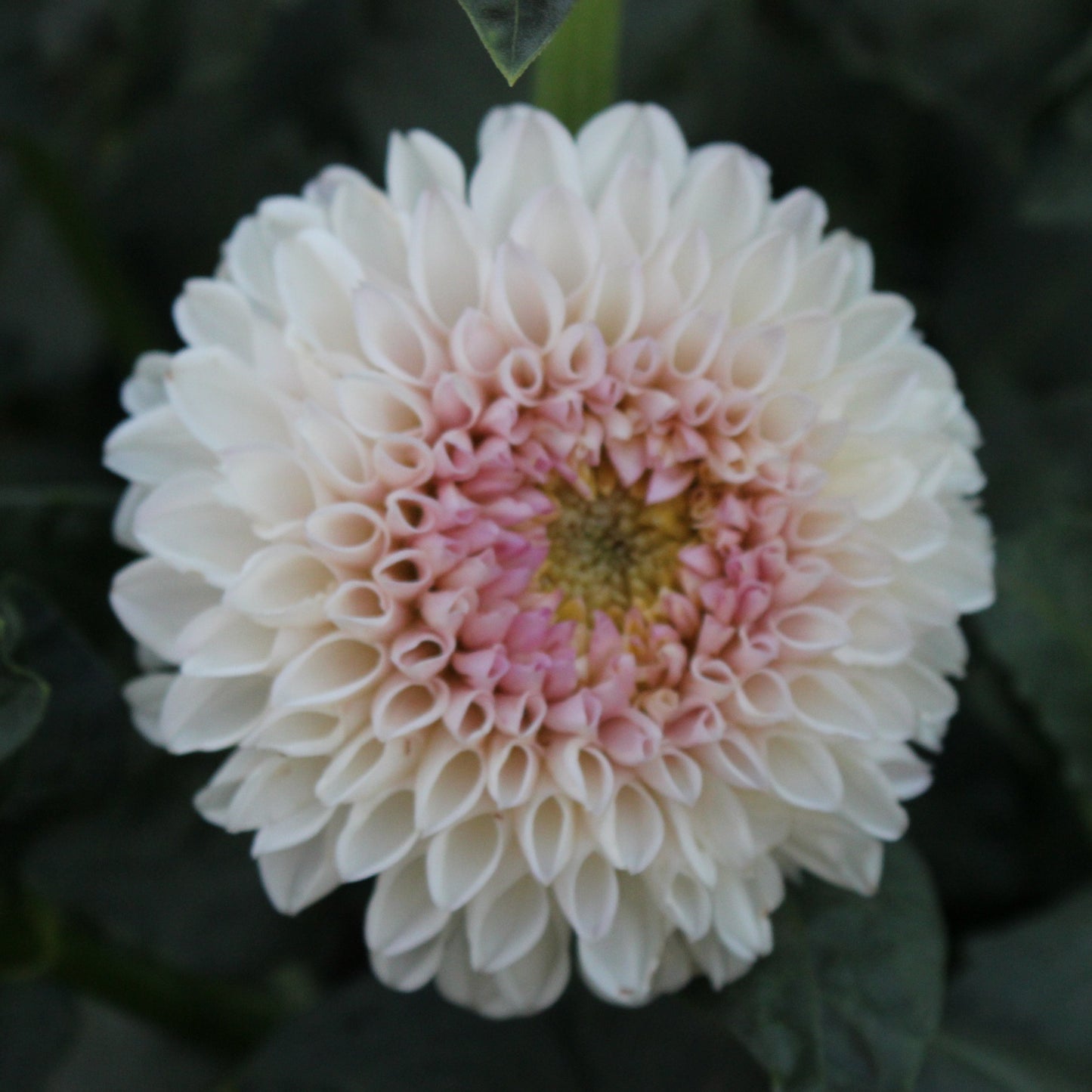 Pink Pearl