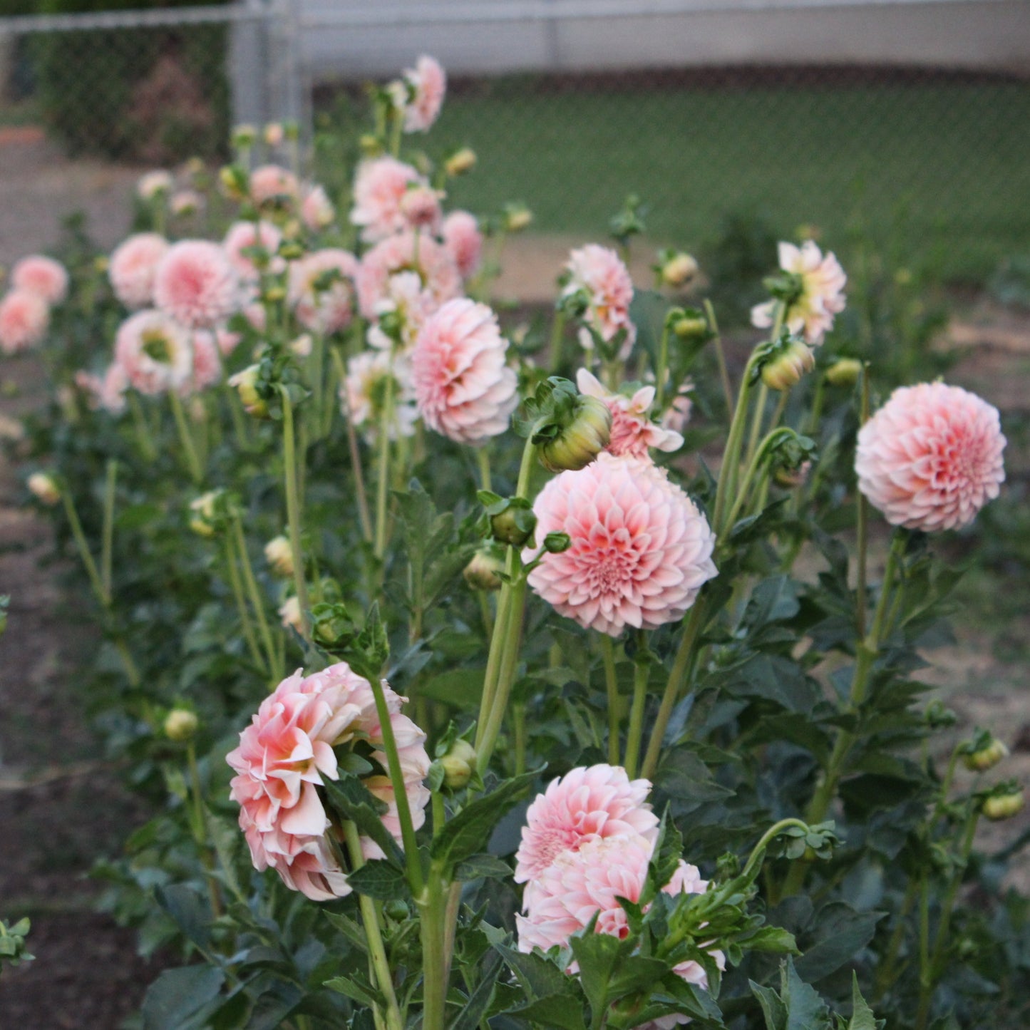 Peaches