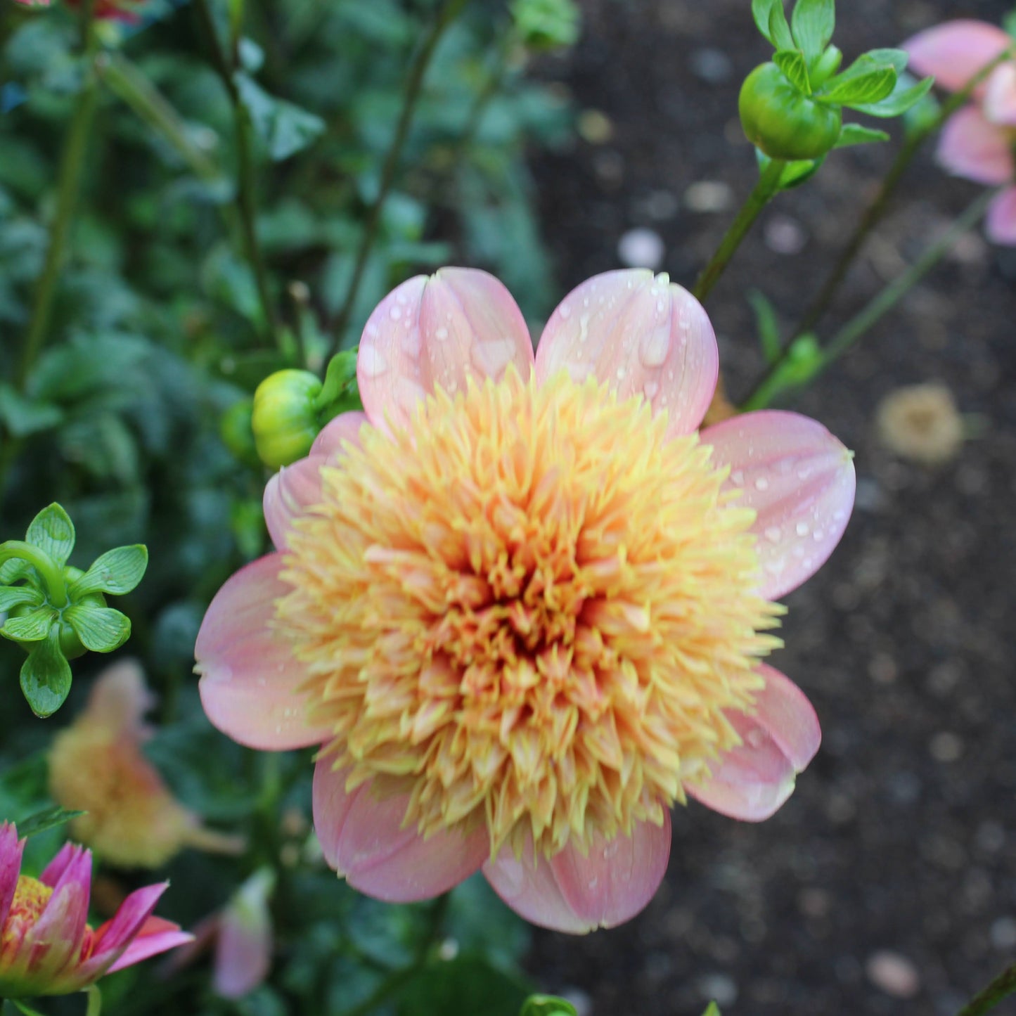 Sandia Brocade