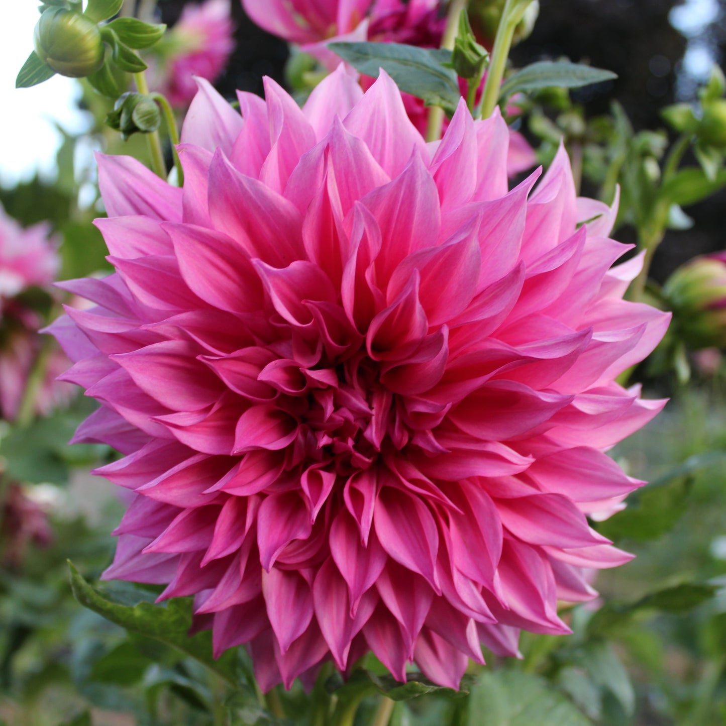 Cafe Au Lait Rose