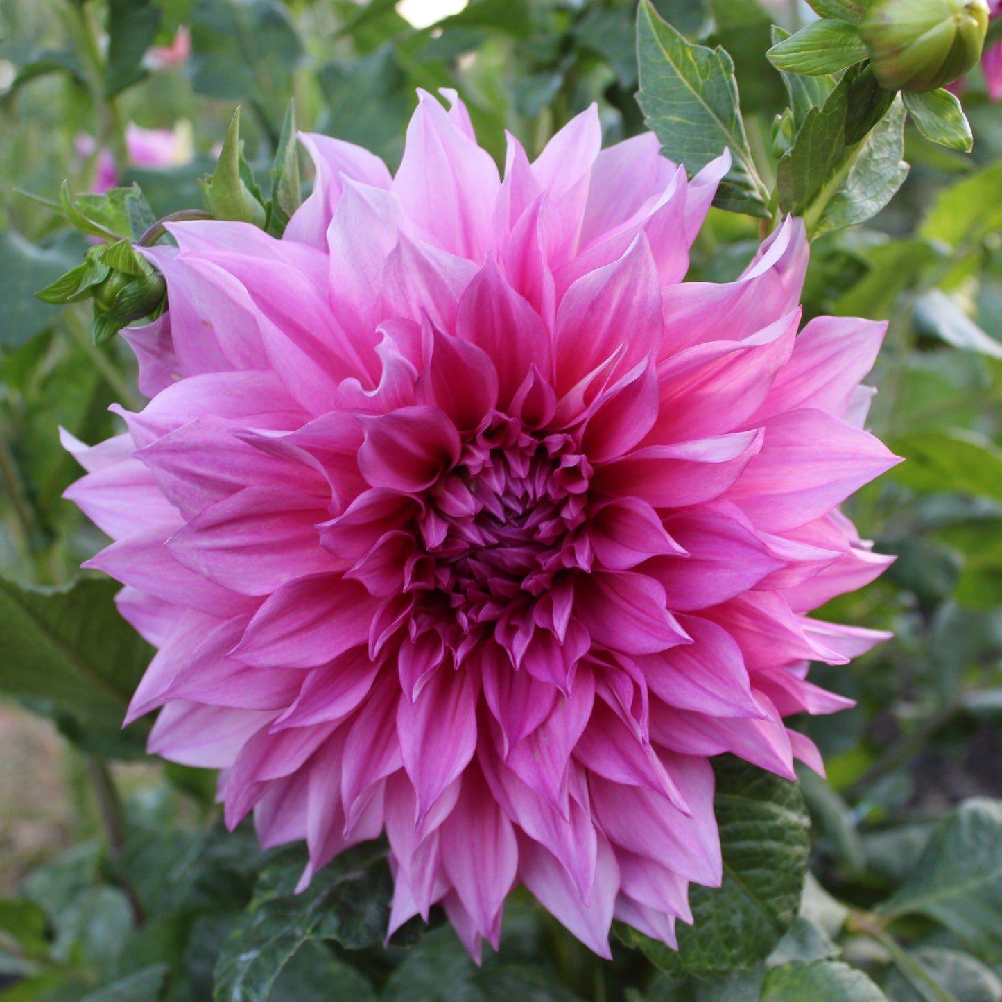 Cafe Au Lait Rose
