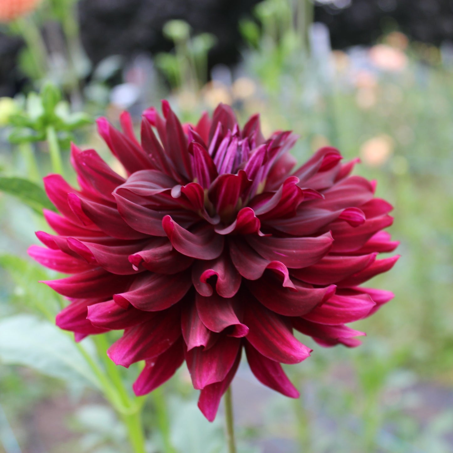 Hollyhill Black Beauty
