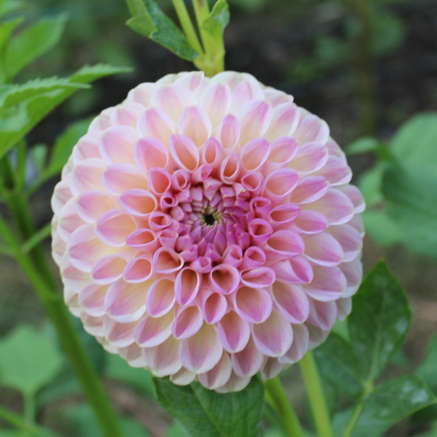 Clearview Peachy
