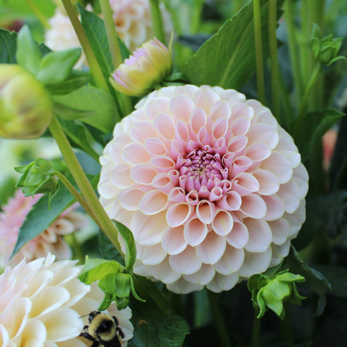 KA’s® Cinder Rose