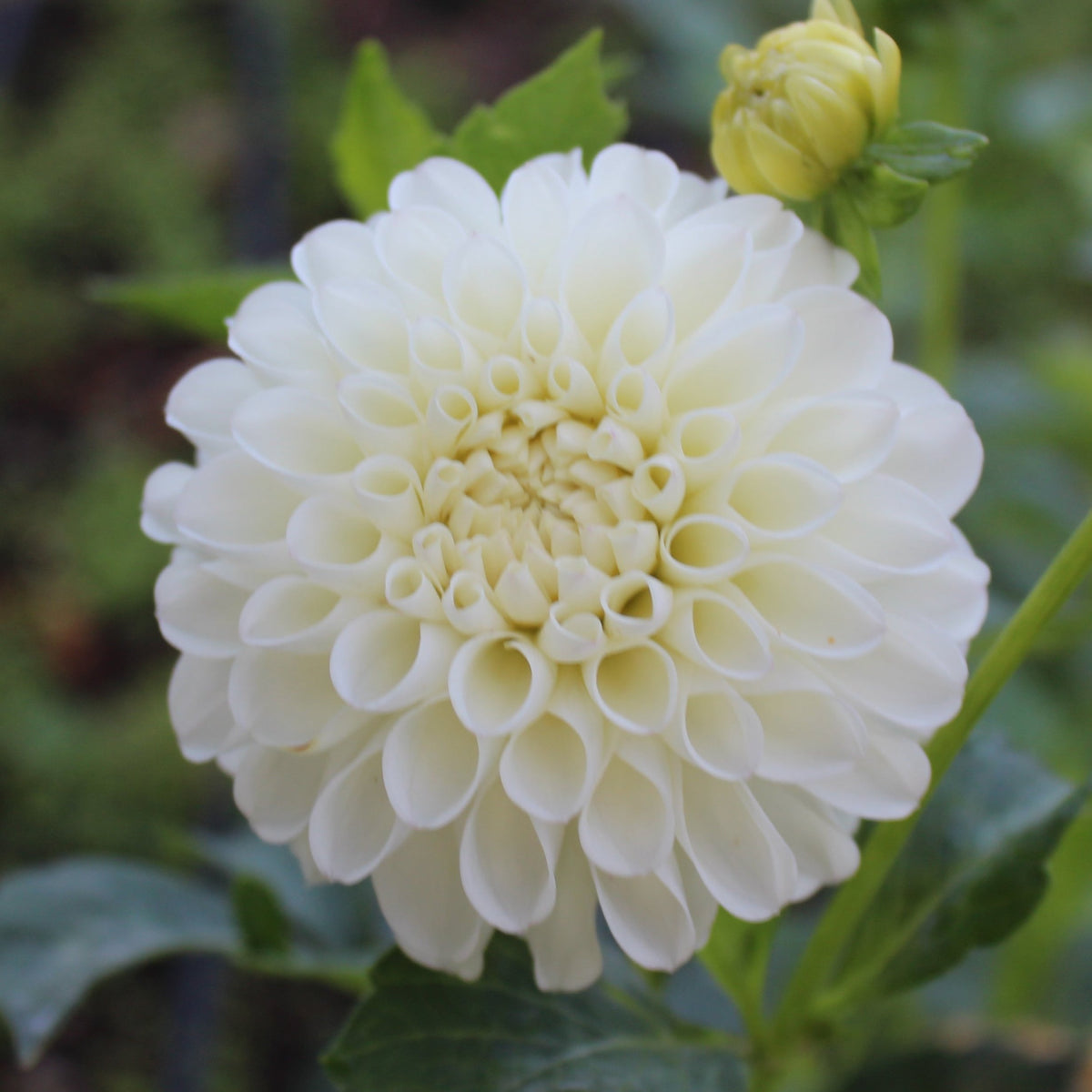 White Nettie