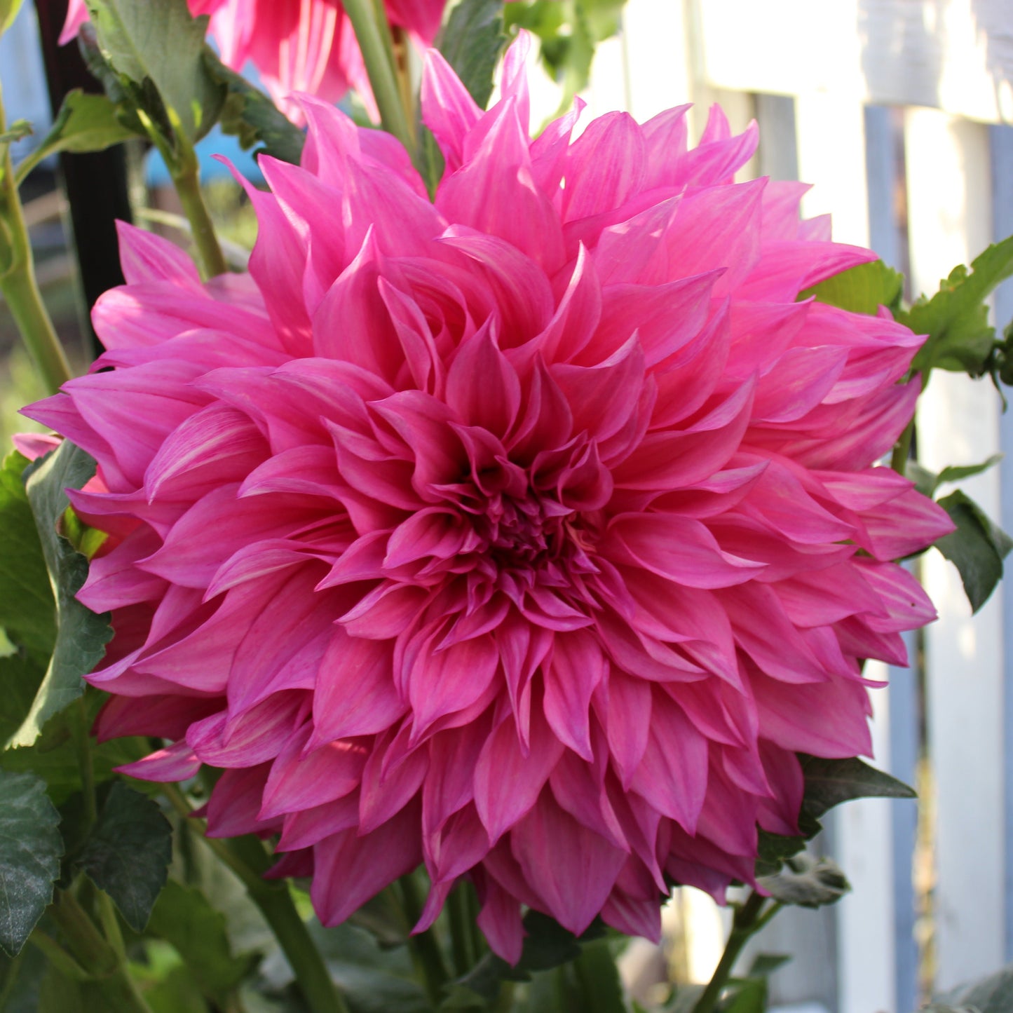 Cafe Au Lait Rose