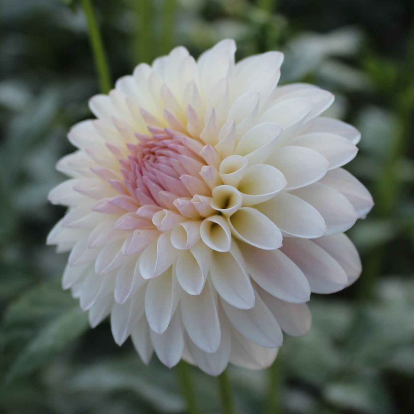 Tahoma Stellar Feller