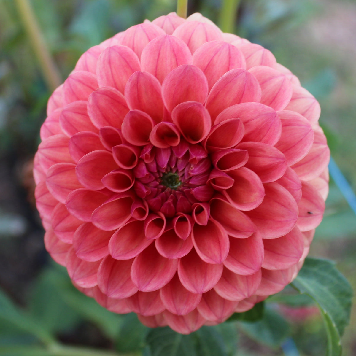 KA's® Blood Orange