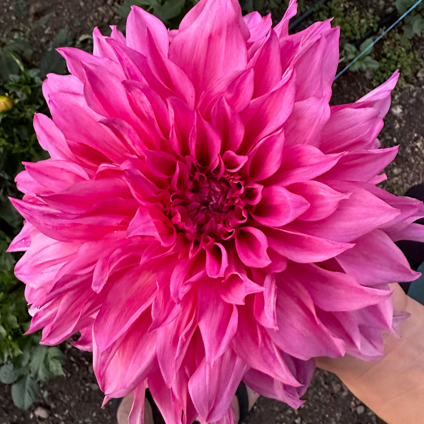 Cafe Au Lait Rose