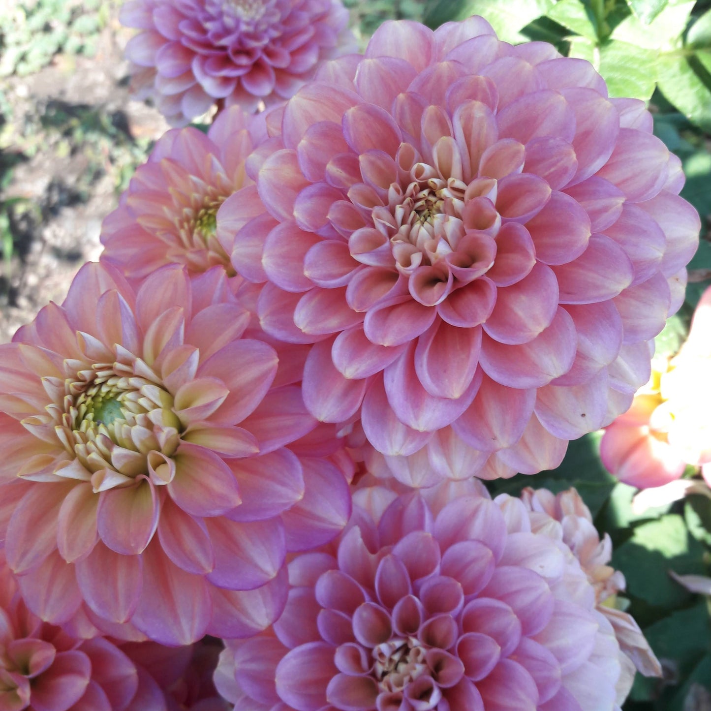 Bracken Rose