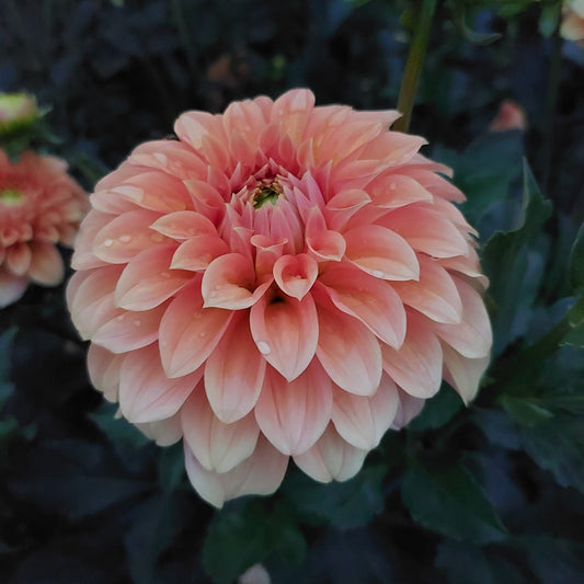 Unknown Variety Peach Ombre