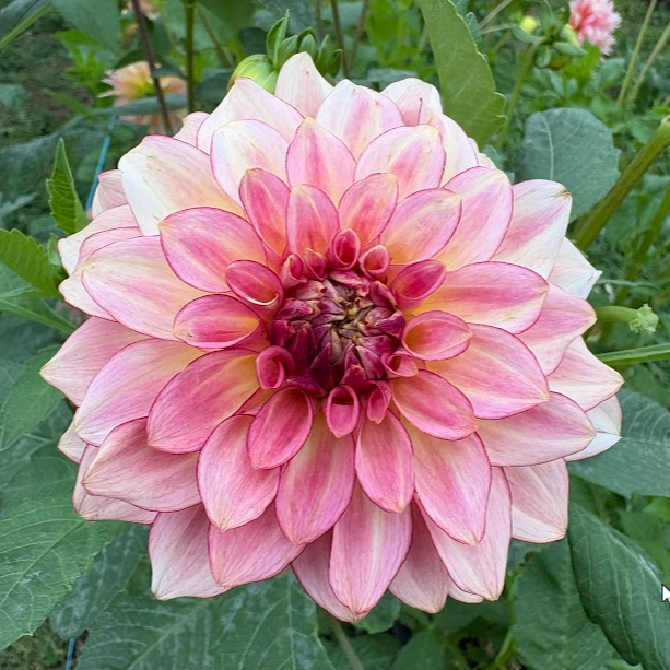 KA’s® Mocha Katie