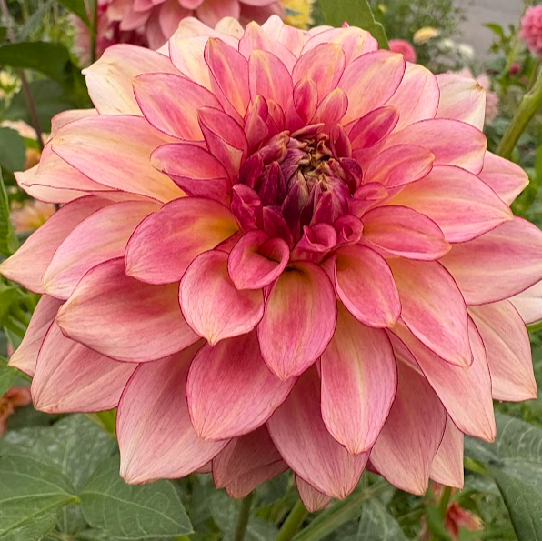 KA’s® Mocha Katie