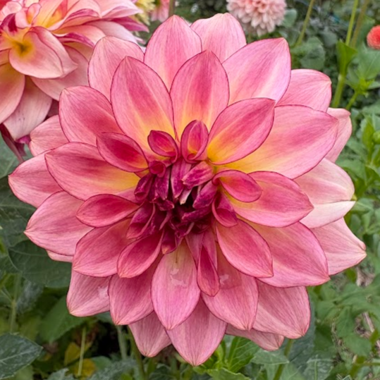 KA’s® Mocha Katie