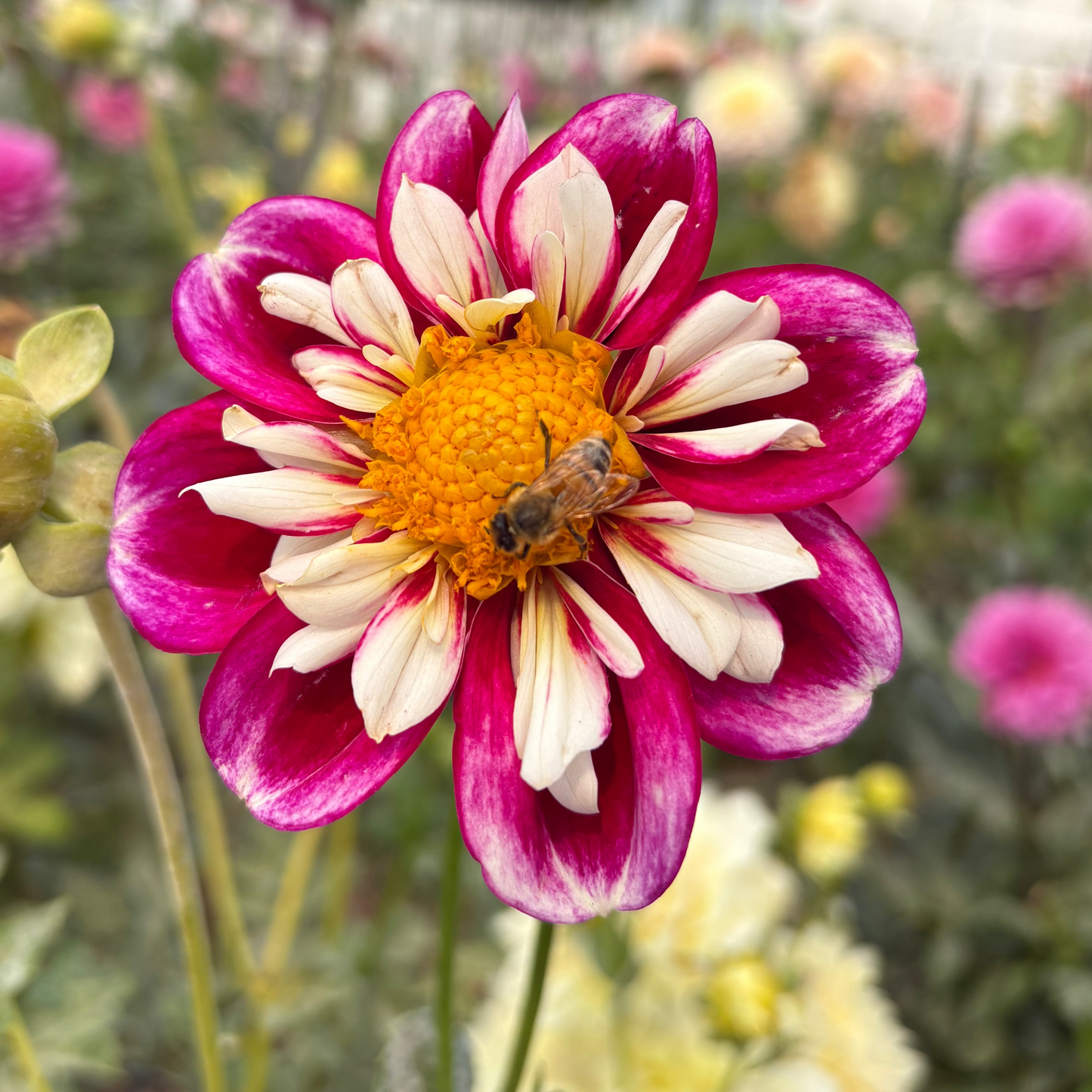 Bumble Rumble