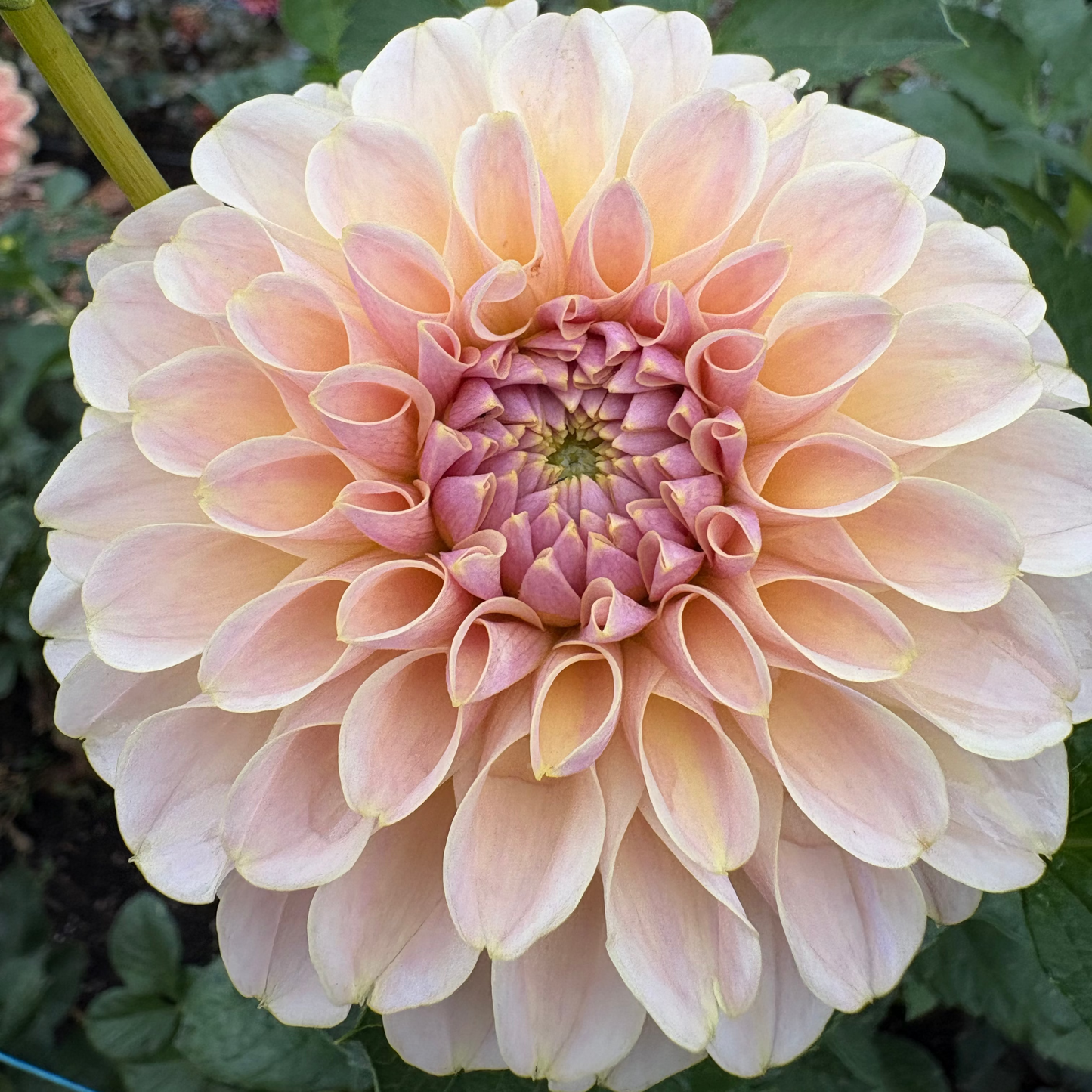 KA’s® Cinder Rose