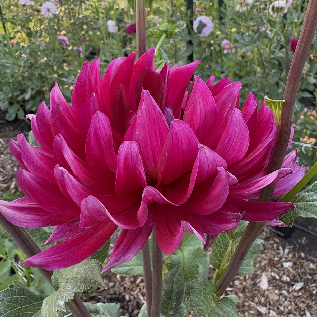 Hollyhill Pandora