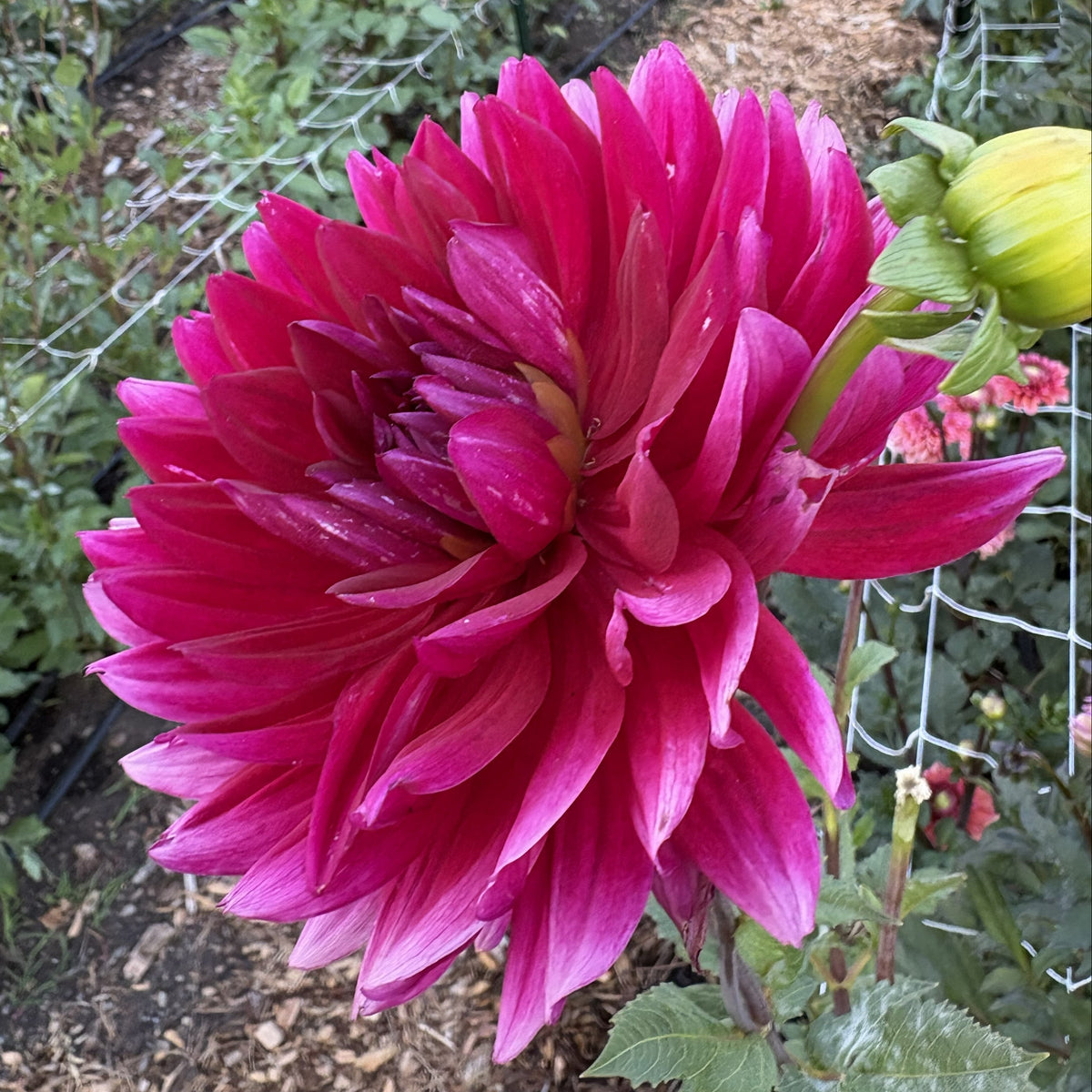 Hollyhill Pandora
