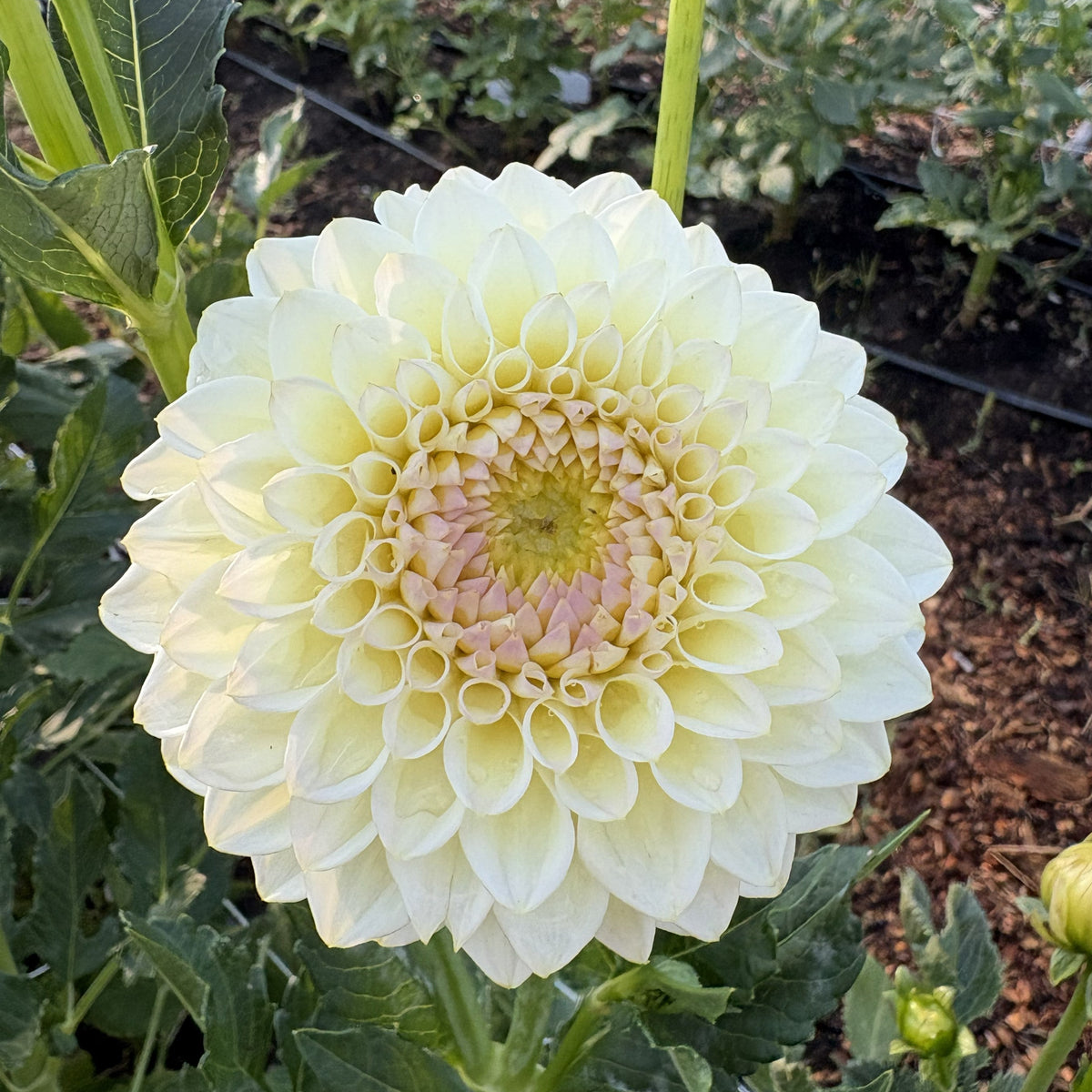 Cream Diane