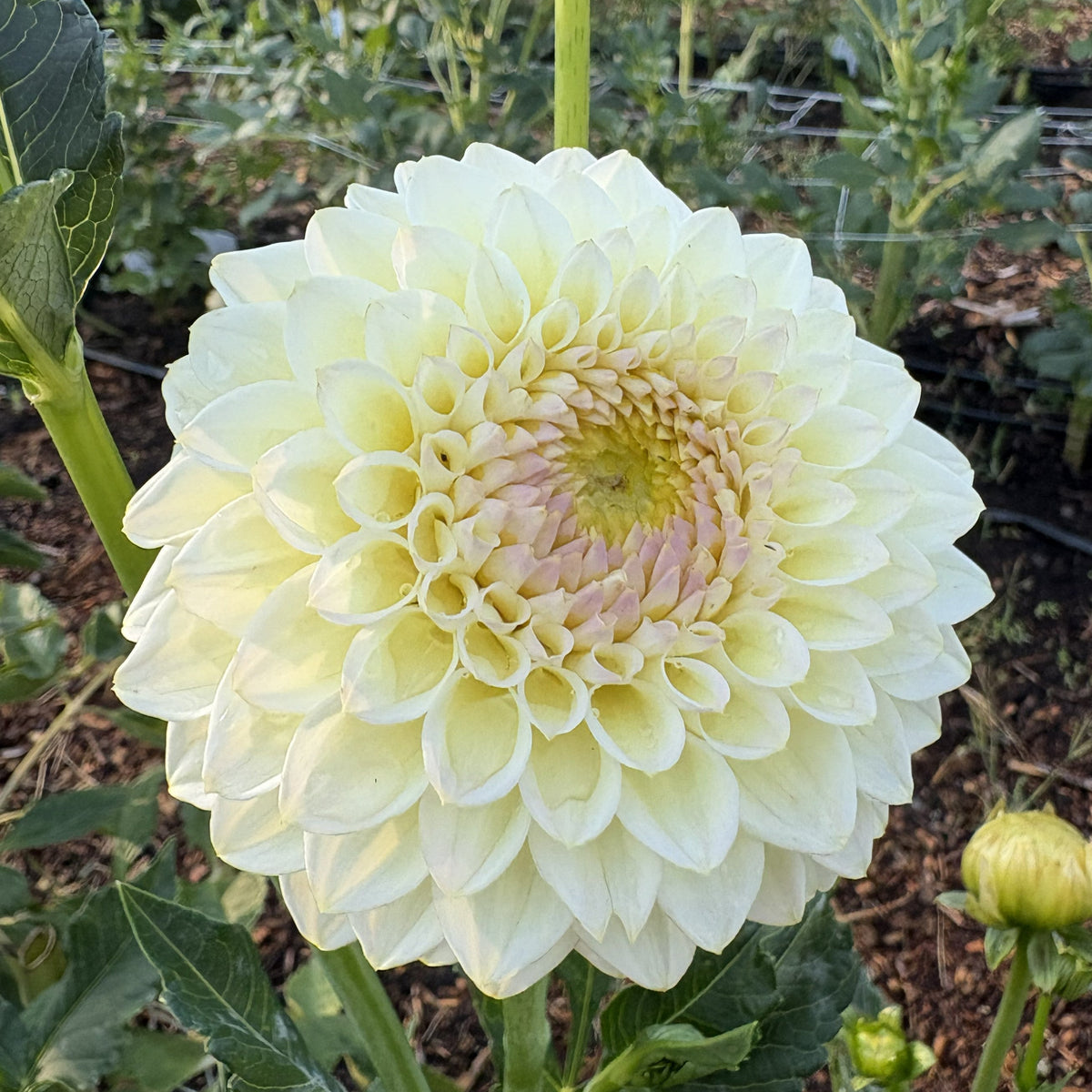 Cream Diane