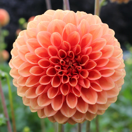 Sylvia/Maarn