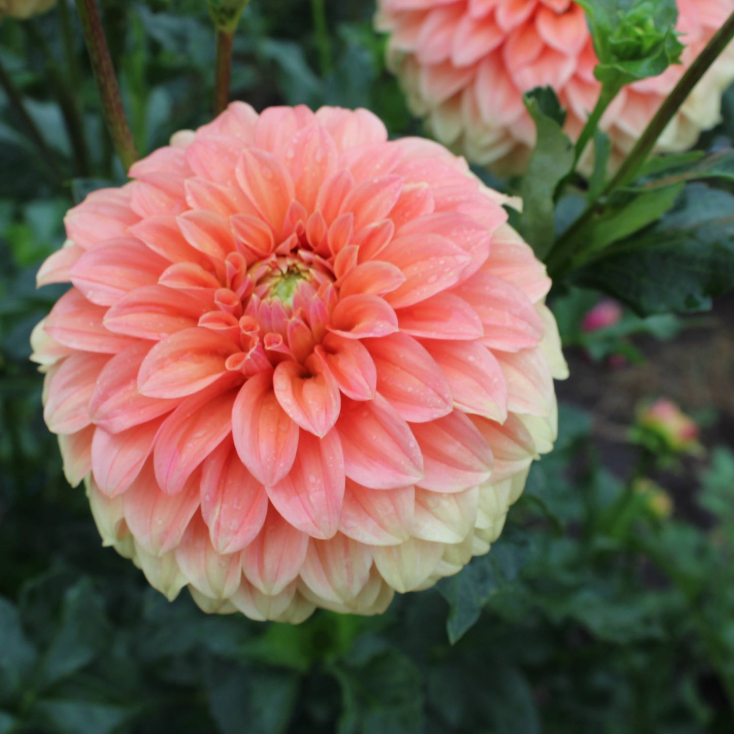 Unknown Variety Peach Ombre