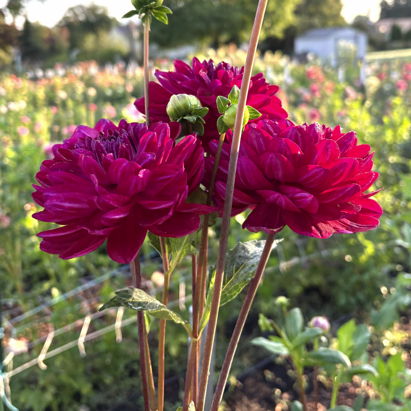 Sandia Bertha