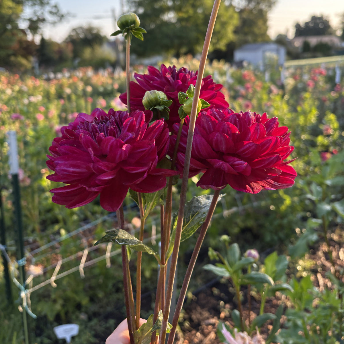 Sandia Bertha