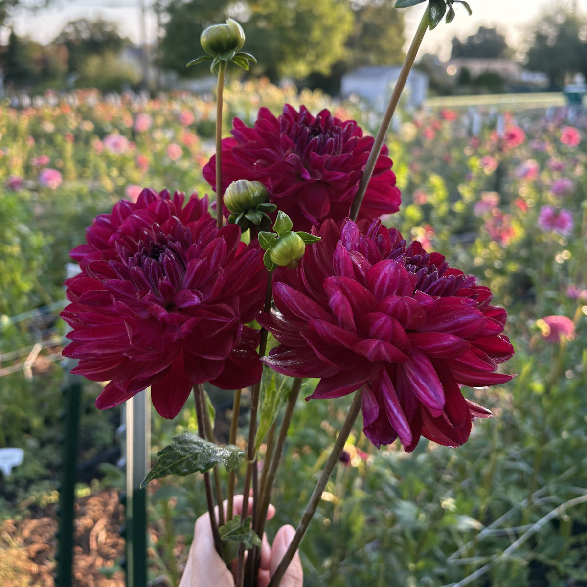 Sandia Bertha