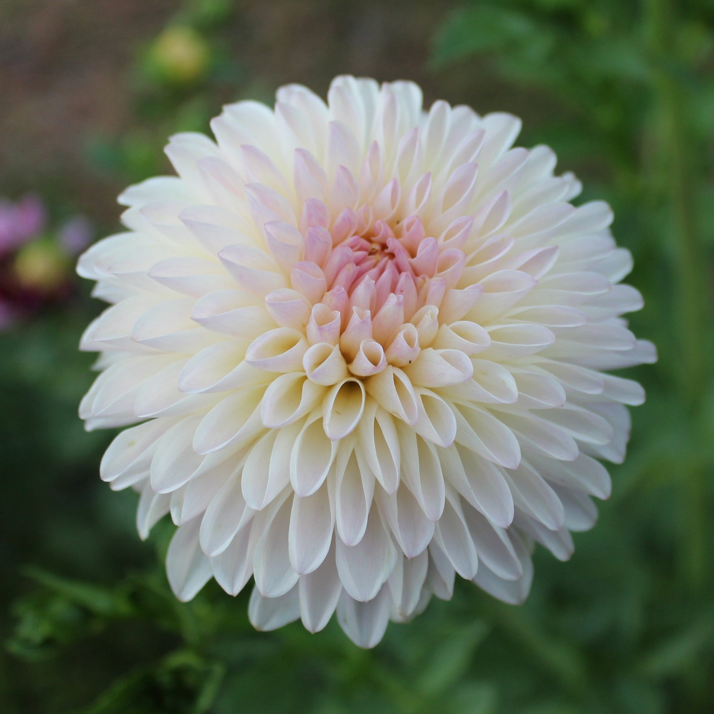 Tahoma Stellar Feller