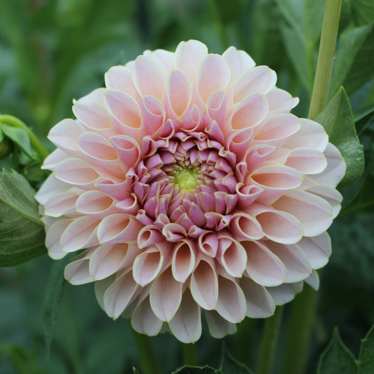 KA’s® Cinder Rose