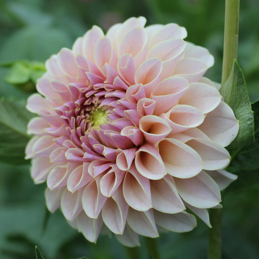 KA’s® Cinder Rose