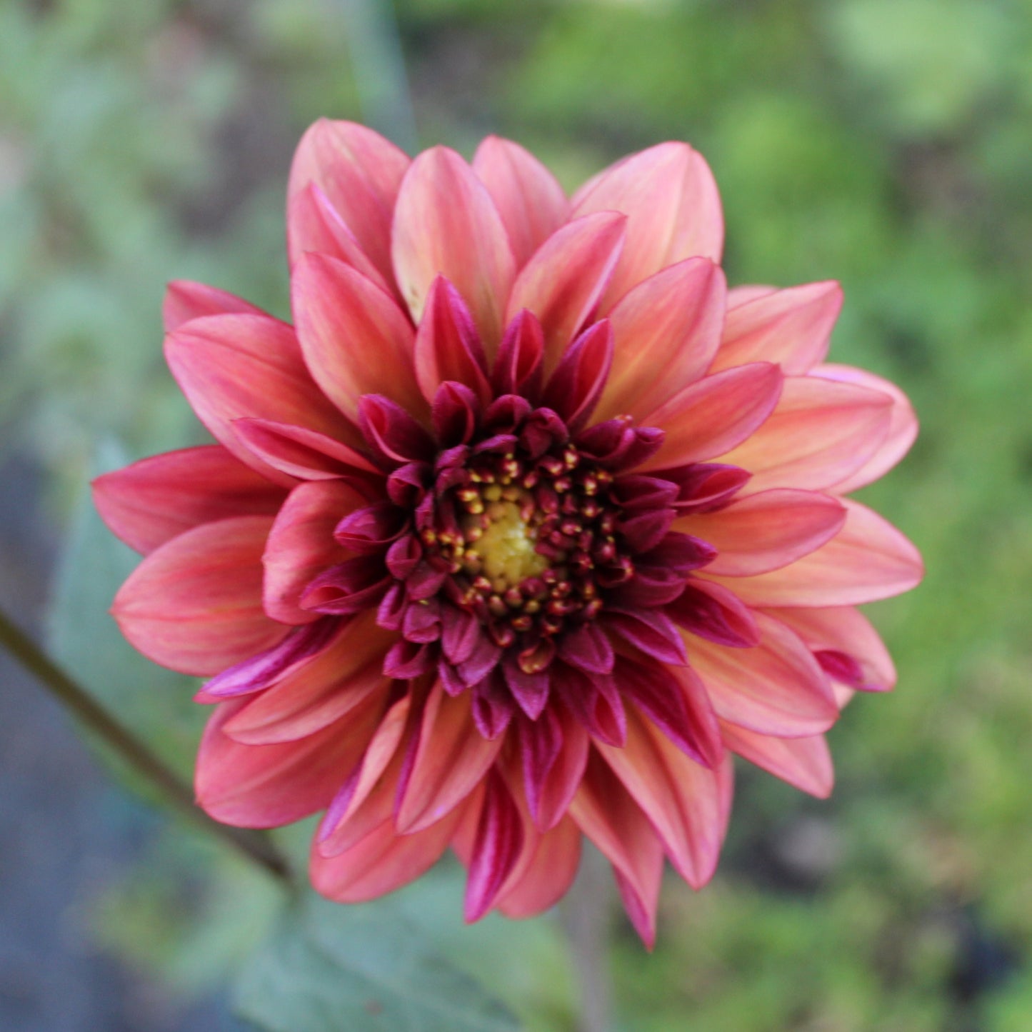 Tall Sunburst