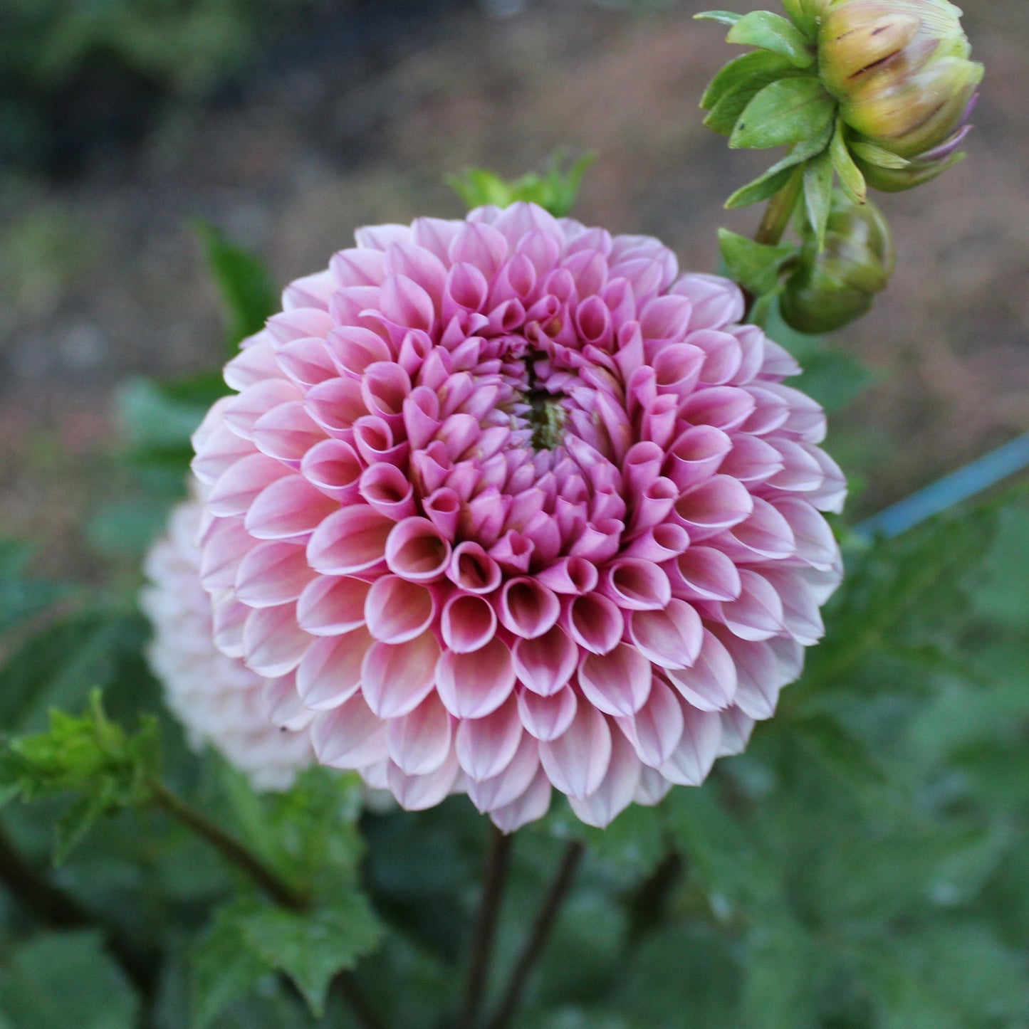 Bracken Rose