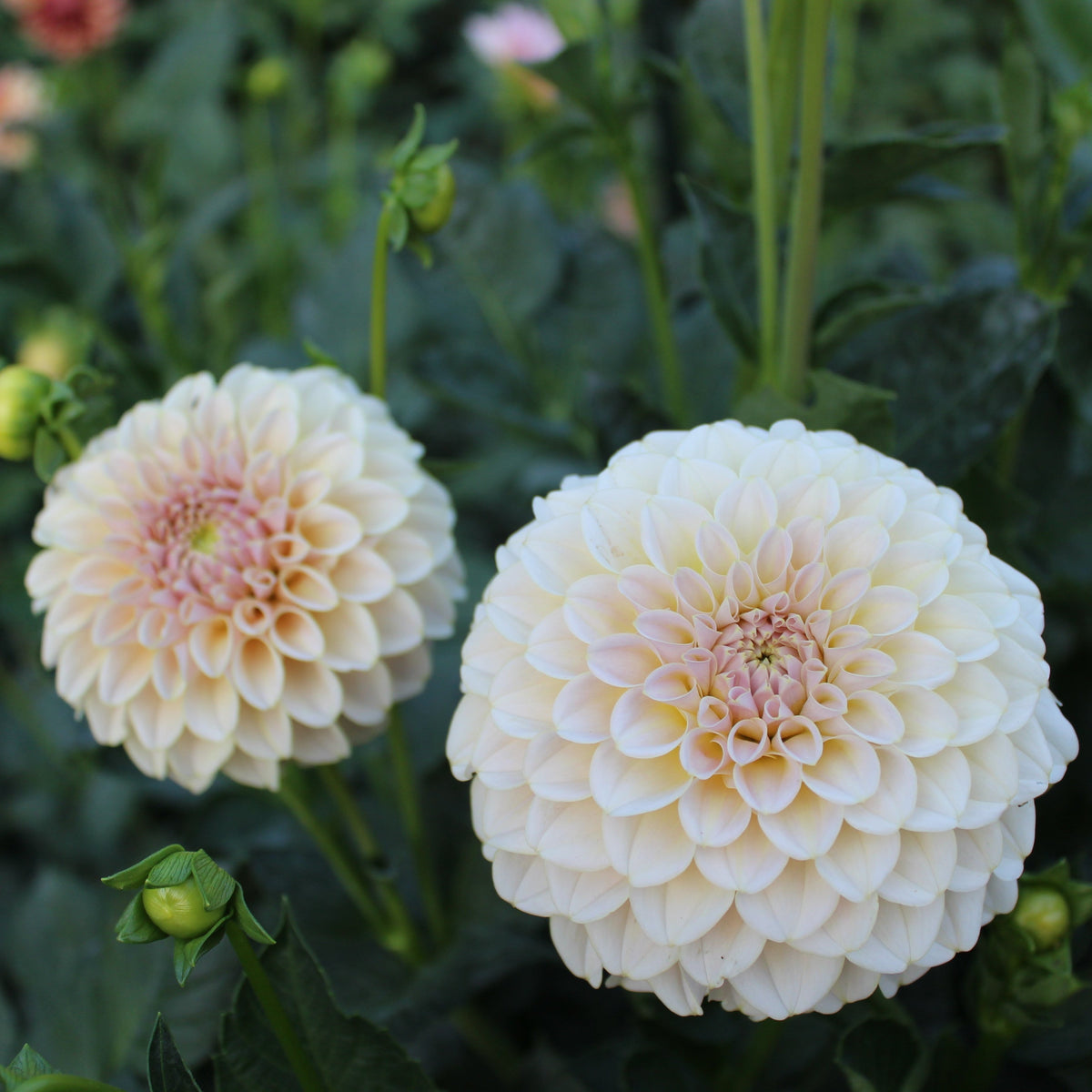 KA’s® Cinder Rose