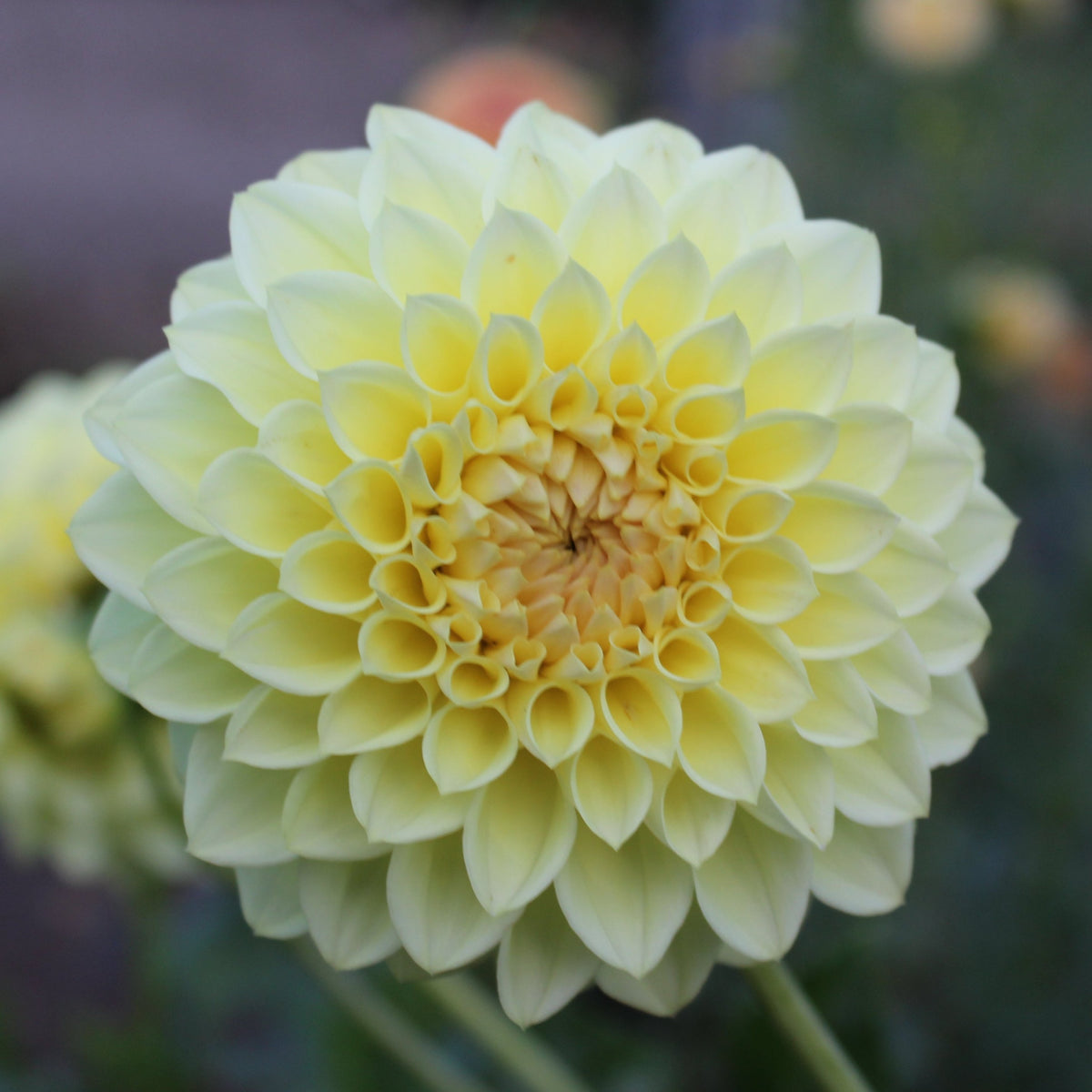 Winholme Diane