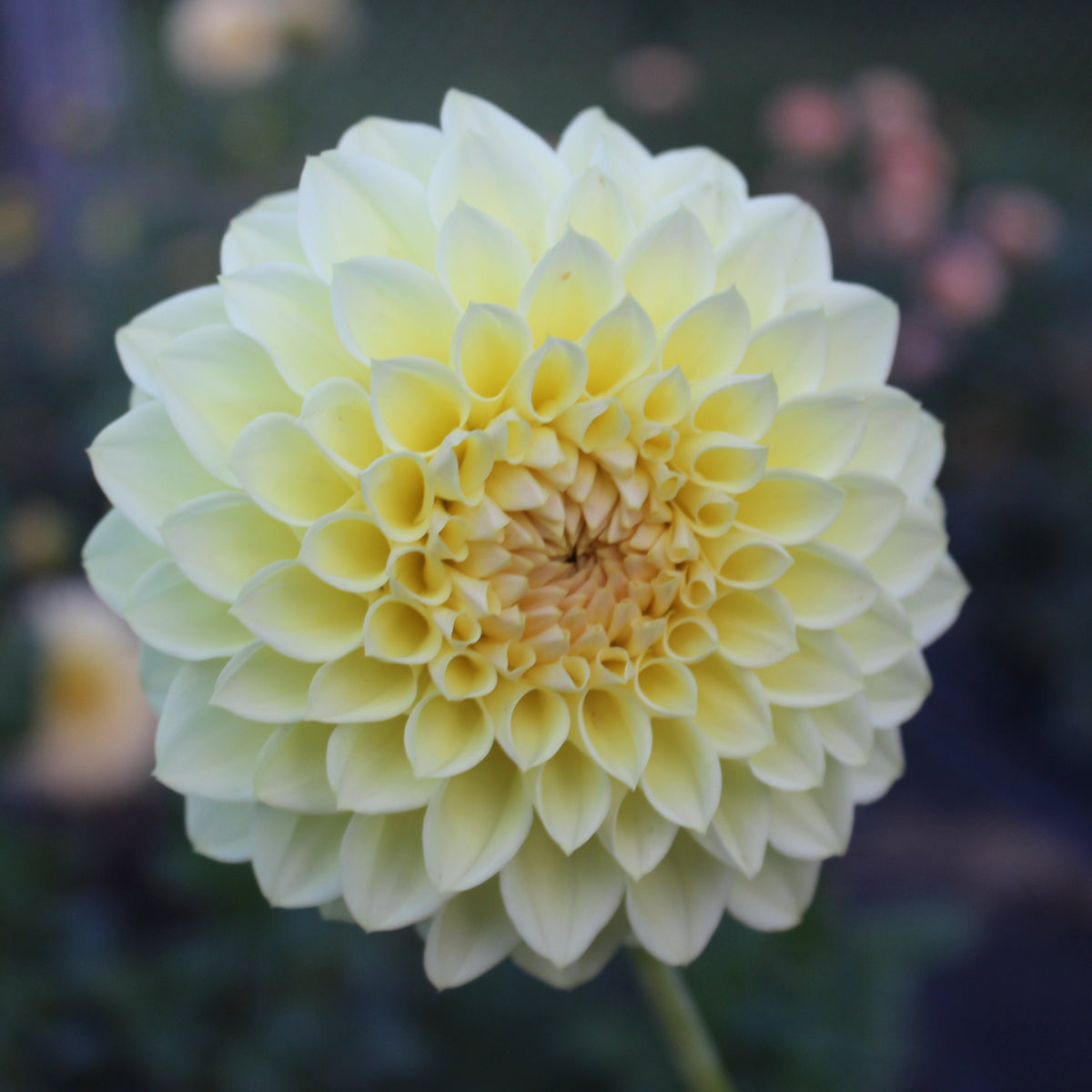 Winholme Diane