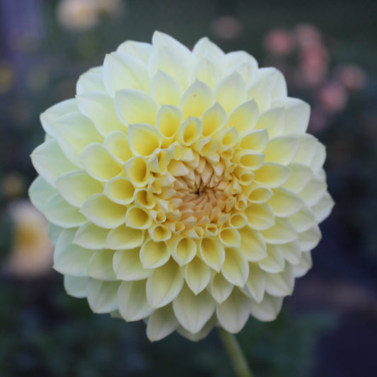 Winholme Diane