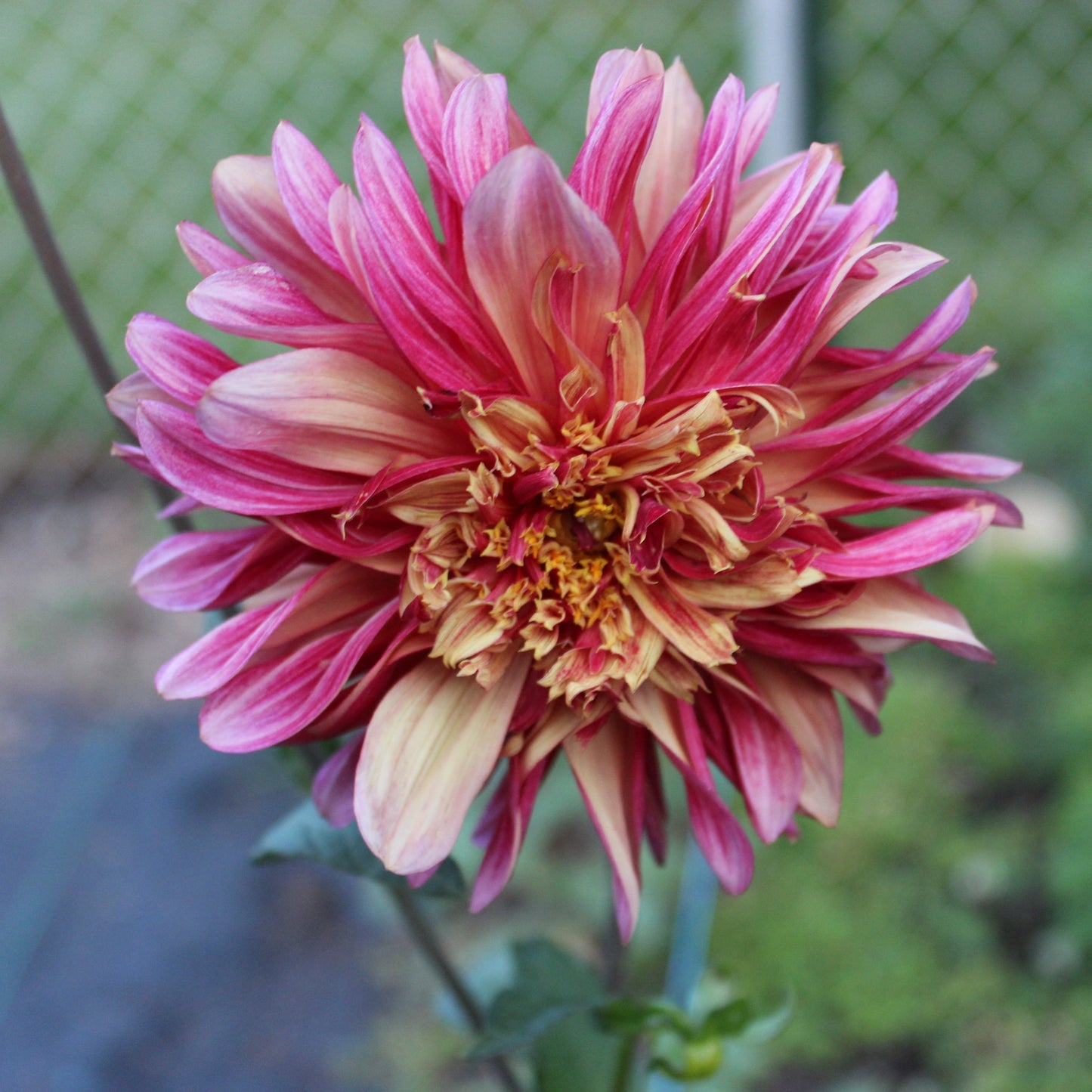 Tall Sunburst