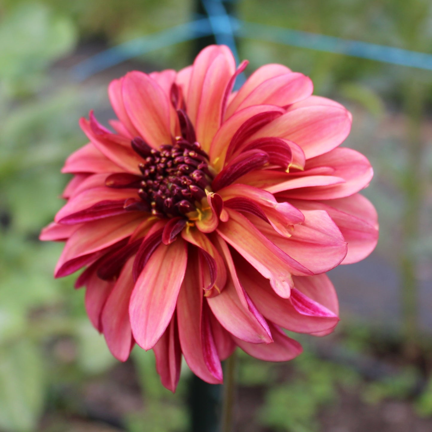 Tall Sunburst