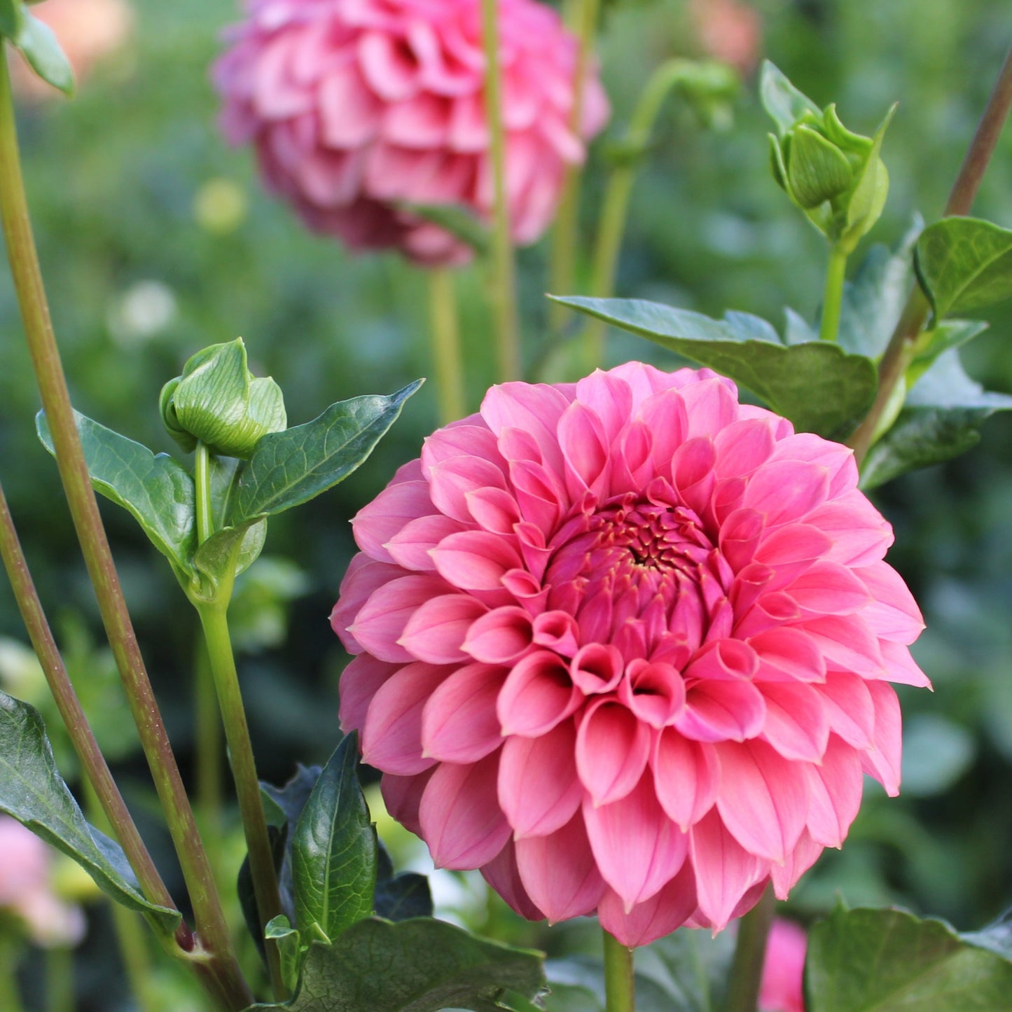 KA’s® Keltie Rose