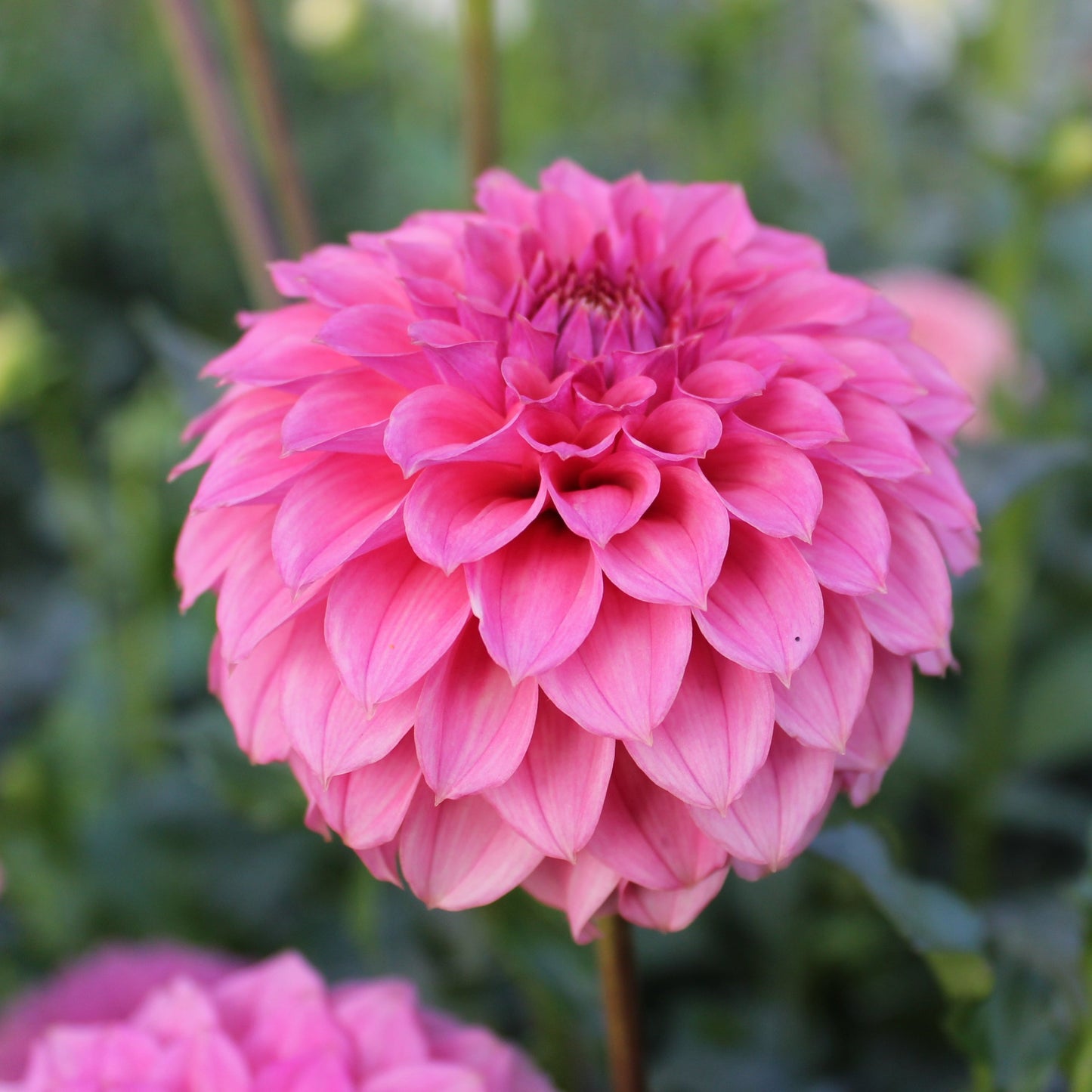 KA’s® Keltie Rose