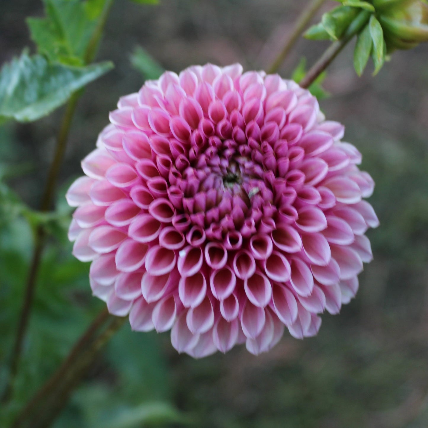 Bracken Rose