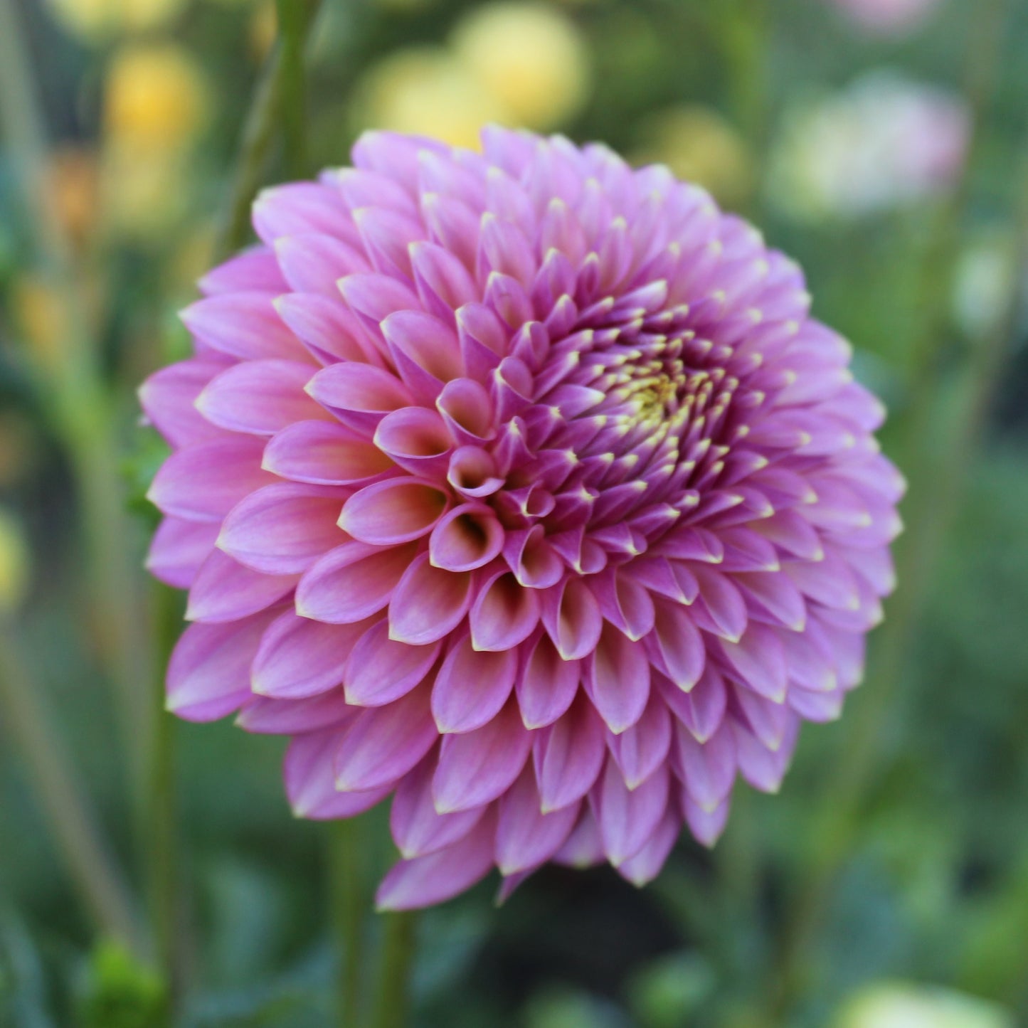 Skipley Spot of Gold