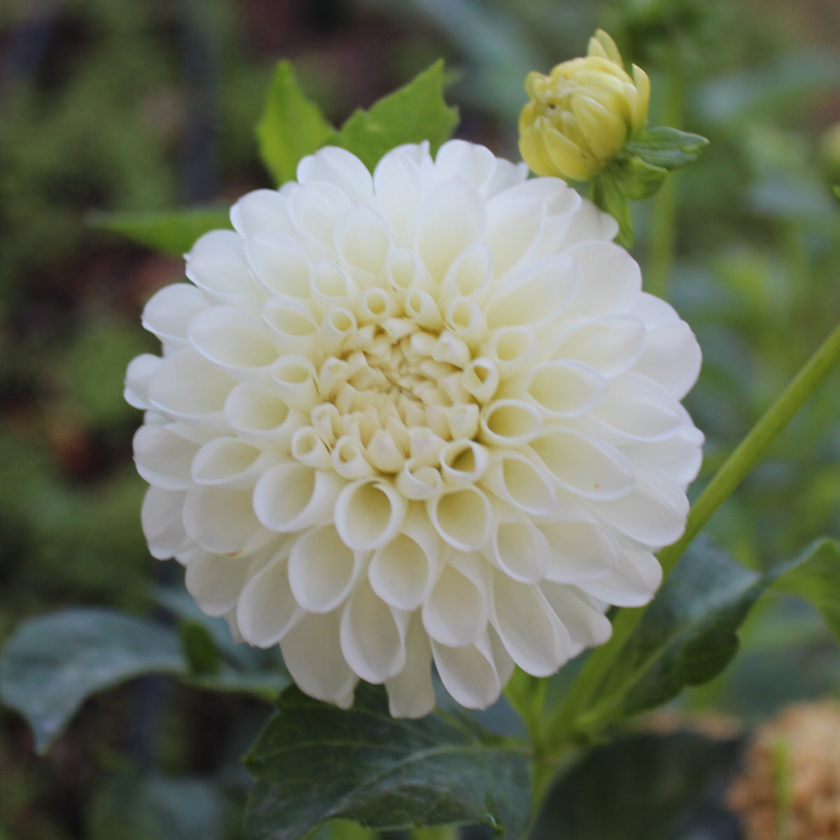 White Nettie