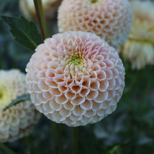 KA's® Honeycomb